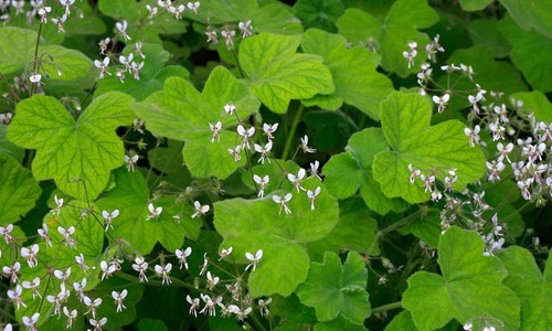Pelargonium tomentosum plant - pelargonium,