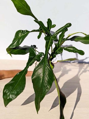 Philodendron joepii 6cm pot - joepii,