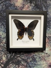 Scarlet Mormon Swallowtail