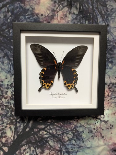Scarlet mormon swallowtail - mormon,