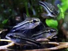 Pygmy  Corydoras Cory Catfish