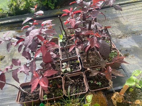 Ornamental tree collection - tree,