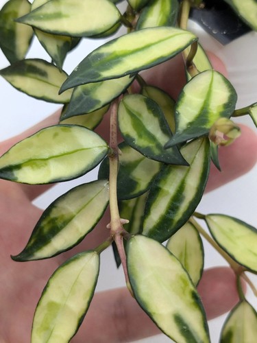 Hoya lacunosa variegated - lacunosa,