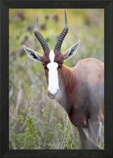 springbok horn Framed Wall Art