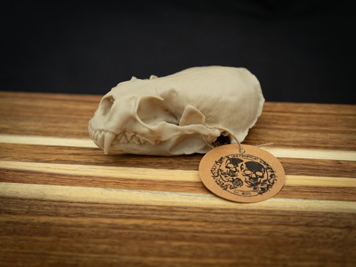 Life size river otter skull - otter,