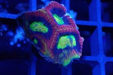 Dragon Soul Favia – LPS