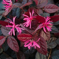 Loropetalum Chinense Fire