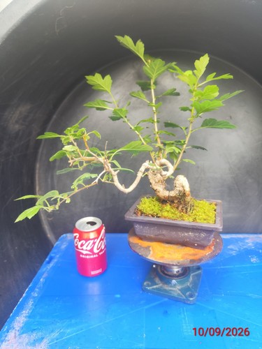 Large fruited hawthorn bonsai - large-fruited,
