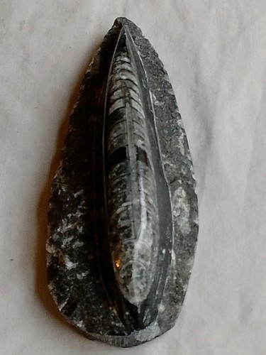 Genuine polished orthoceras - polished,