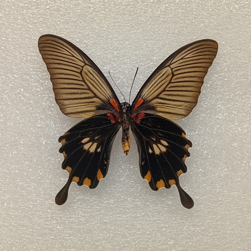 Great yellow mormon butterfly - great,