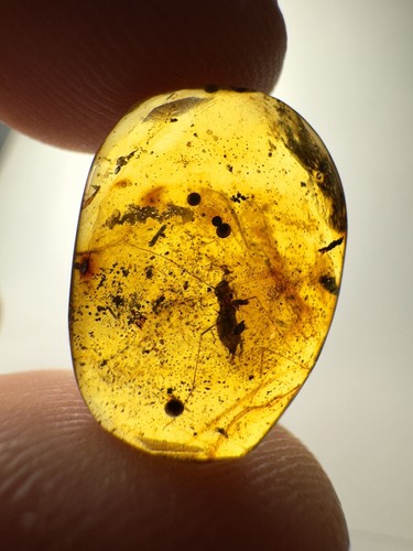 Burmese amber burmite unknown - burmese,