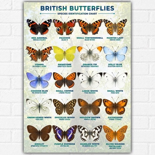 British butterflies poster - butterflies,