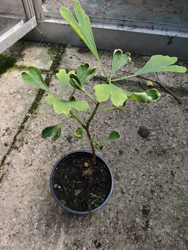 Ginkgo biloba maidenhair tree - biloba,