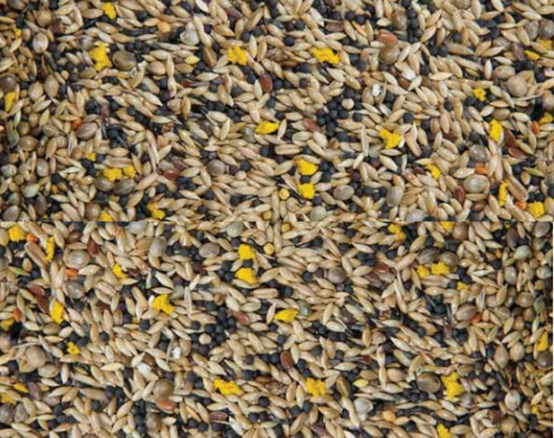 3kg 20kg canary mixed - canary,