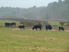 Photo 12x8 In Delamere (9)