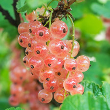 Gloire De Sablon Pinkcurrant Translucent Pink Currants Sweet Garden Plant