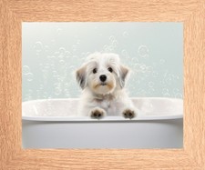 HAVANESE DOG IN THE BATH -