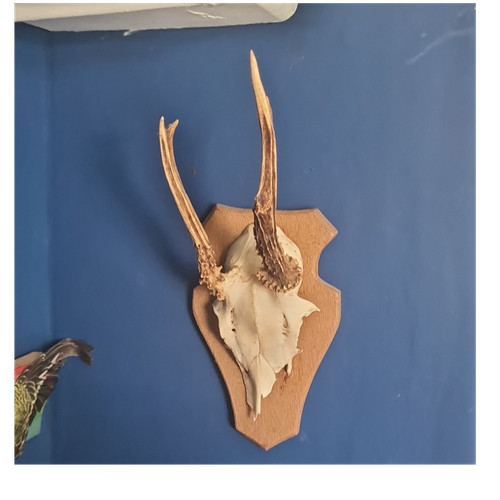 Roe deer mammal antlered skull - roe,