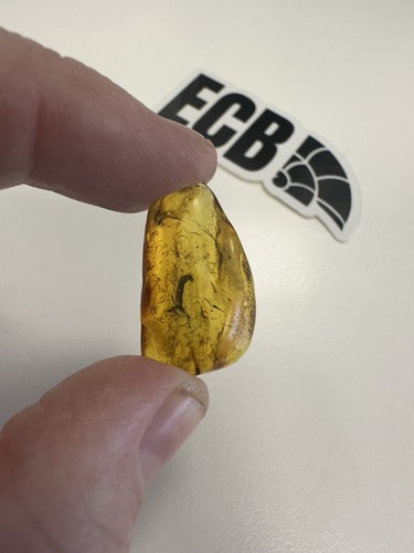 Baltic amber with mosquito - baltic,