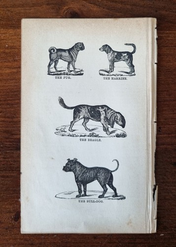 Antique animal print pug - antique,