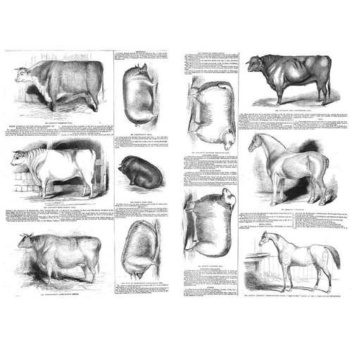 Derby prize cattle pigs - prize, &