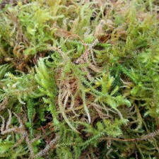Sphagnum moss live fresh - live,