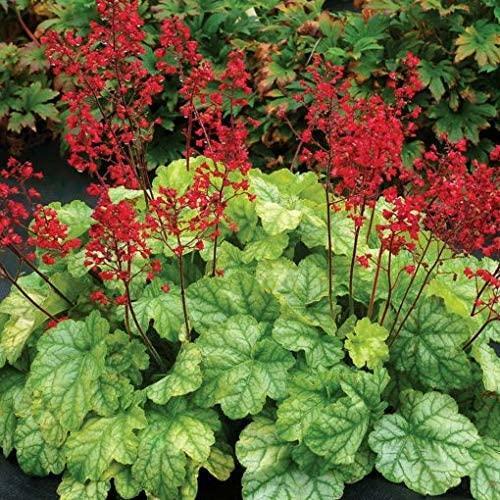 Heuchera city tokyo - city™,