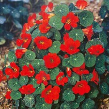 NASTURTIUM EMPRESS OF INDIA