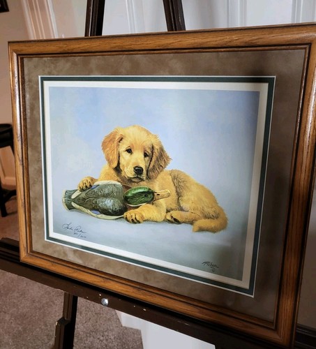 Golden retriever puppy - golden,