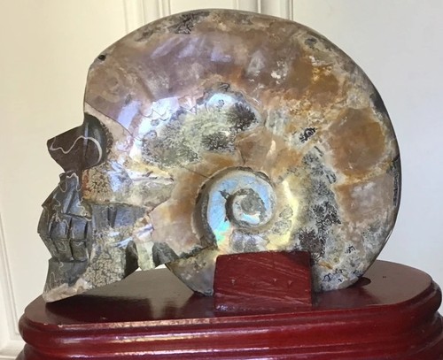 Unique large natural ammonite - large,