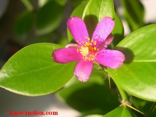 Pereskia diaz romeroana - pereskia, diaz-romeroana