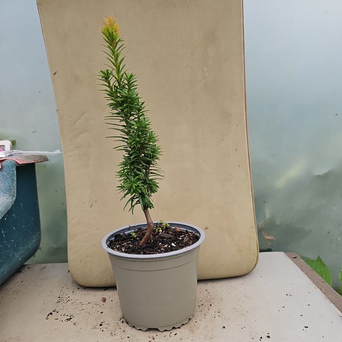 English yew conifer tree taxus - yew,