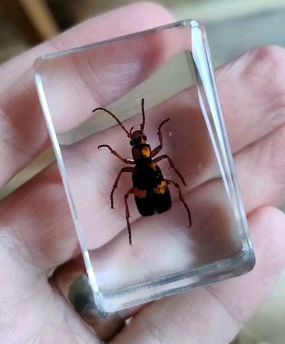 Real bug insect preserved - insect,