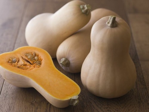 Squash butternut plug - 'butternut',