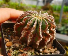 Rare Cacti Geohintonia