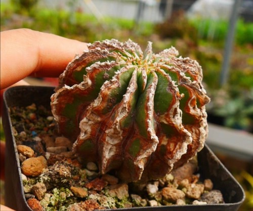 Rare cacti geohintonia - rare,