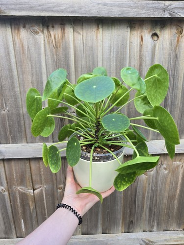 Pilea peperomioides chinese - peperomioides,