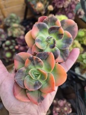 Echeveria Blue Metal