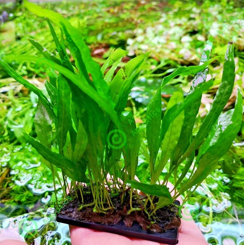 Java fern narrow - java, on