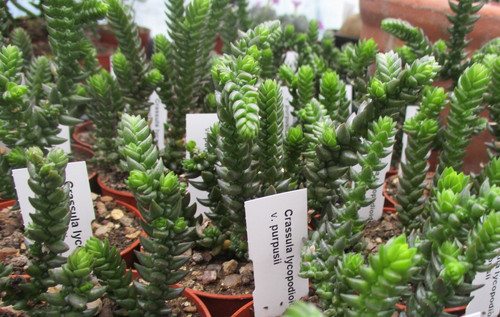 Crassula lycopodioides - lycopodioides, v