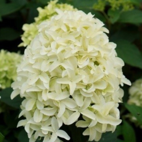Hydrangea paniculata skyfall - hydrangea,