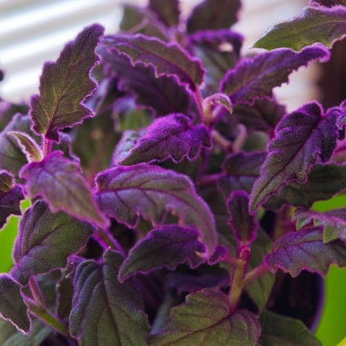 Gynura purple passion 12cm - purple, in