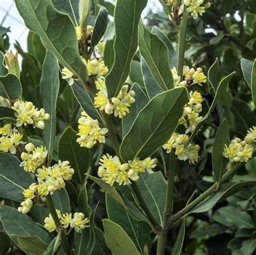 Sweet bay tree garden plant - bay,