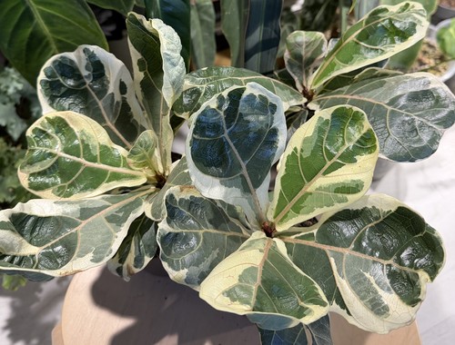 Fiddle leaf fig - fiddle,