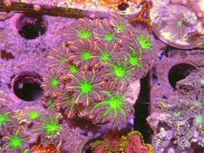 Firework Papaya Frags Marine Aquarium Soft Coral Minimum 5 Polyps