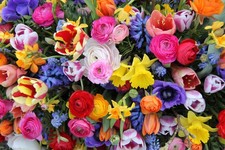 50 Bulbs Mixed Bag Of