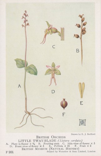 British museum postcard - museum,