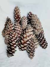 6 Extra Large Rare Bhutan Pine