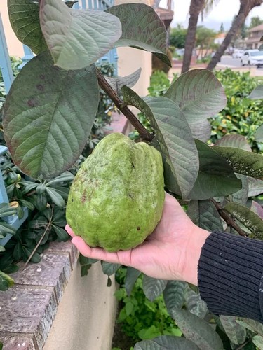 Giant vietnamese - 50+,
