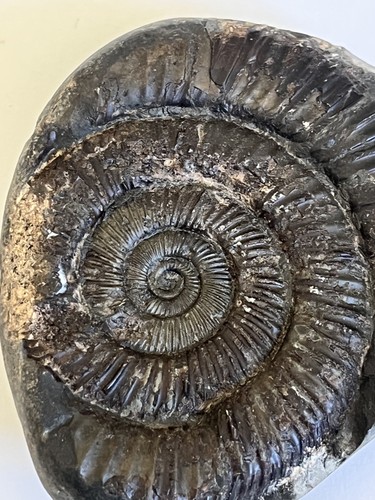 Large dactylioceras - large, sp